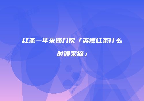 红茶一年采摘几次「英德红茶什么时候采摘」