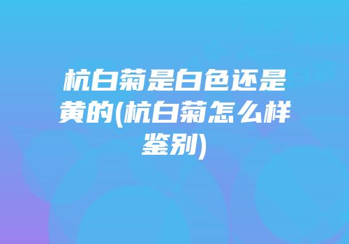 杭白菊是白色还是黄的(杭白菊怎么样鉴别)