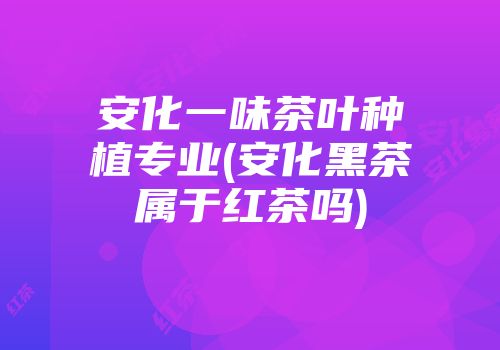 安化一味茶叶种植专业(安化黑茶属于红茶吗)