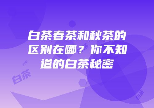 白茶春茶和秋茶的区别在哪？你不知道的白茶秘密