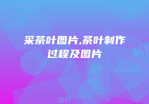采茶叶图片,茶叶制作过程及图片