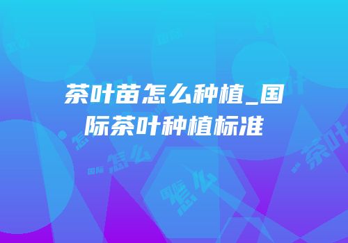茶叶苗怎么种植_国际茶叶种植标准