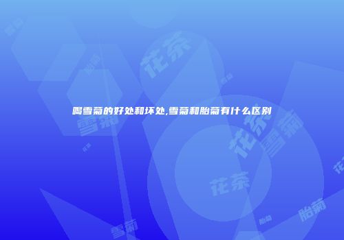 喝雪菊的好处和坏处,雪菊和胎菊有什么区别