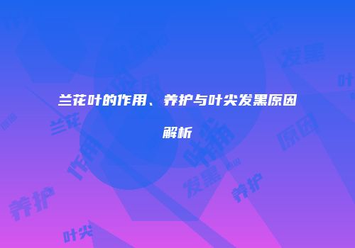 兰花叶的作用、养护与叶尖发黑原因解析