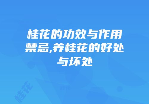 桂花的功效与作用禁忌,养桂花的好处与坏处