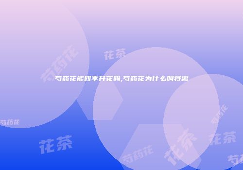 芍药花能四季开花吗,芍药花为什么叫将离