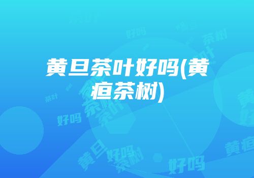 黄旦茶叶好吗(黄疸茶树)