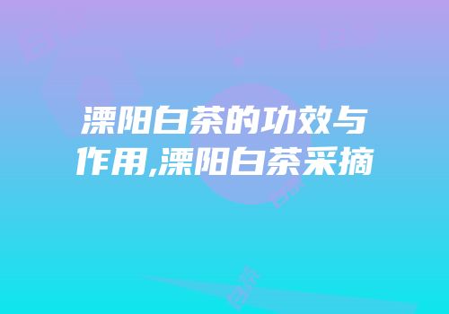 溧阳白茶的功效与作用,溧阳白茶采摘