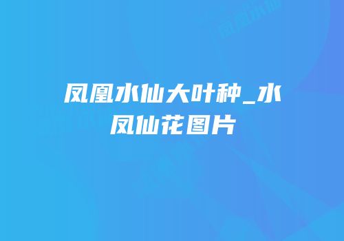凤凰水仙大叶种_水凤仙花图片