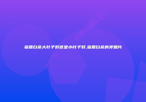 福鼎白茶大叶子好还是小叶子好,福鼎白茶的芽照片