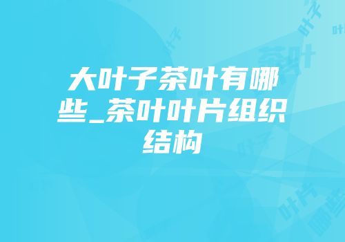 大叶子茶叶有哪些_茶叶叶片组织结构
