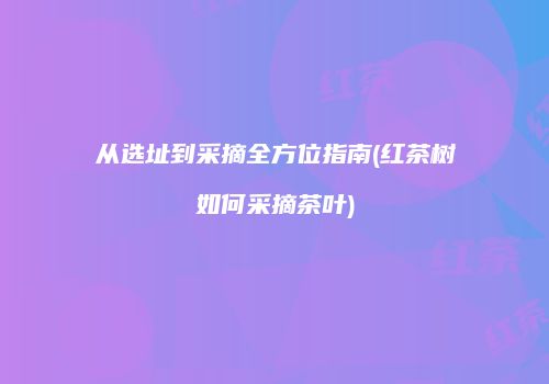 从选址到采摘全方位指南(红茶树如何采摘茶叶)