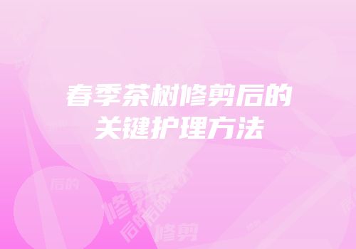 春季茶树修剪后的关键护理方法