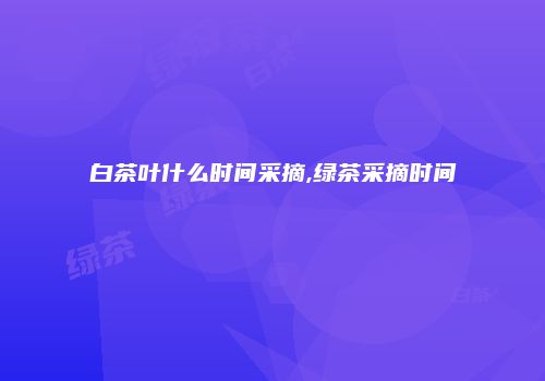 白茶叶什么时间采摘,绿茶采摘时间