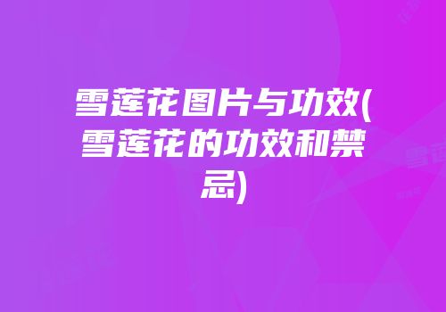 雪莲花图片与功效(雪莲花的功效和禁忌)