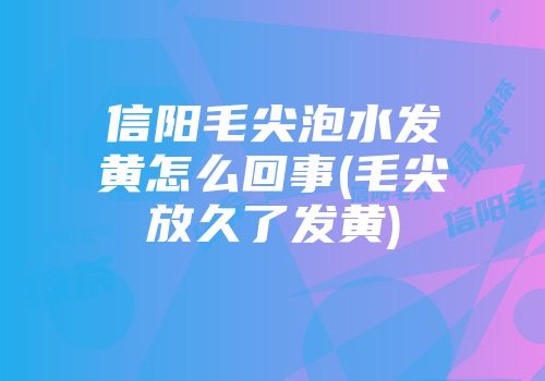 信阳毛尖泡水发黄怎么回事(毛尖放久了发黄)