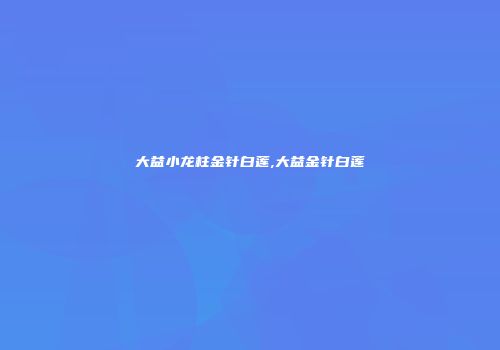 大益小龙柱金针白莲,大益金针白莲