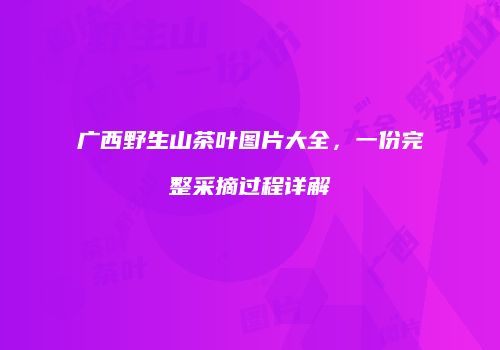 广西野生山茶叶图片大全，一份完整采摘过程详解