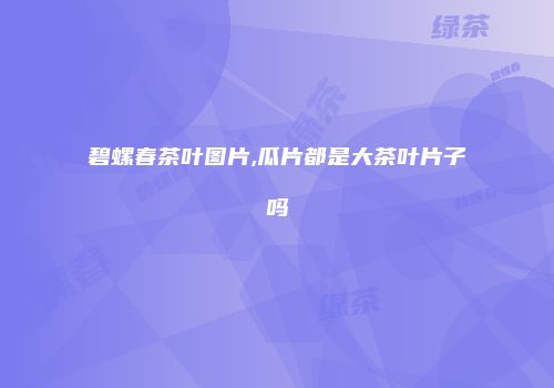 碧螺春茶叶图片,瓜片都是大茶叶片子吗