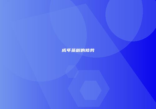 成年茶树的修剪