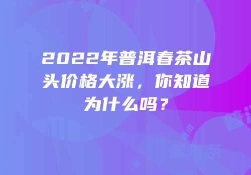 2022年普洱春茶山头价格大涨，你知道为什么吗？