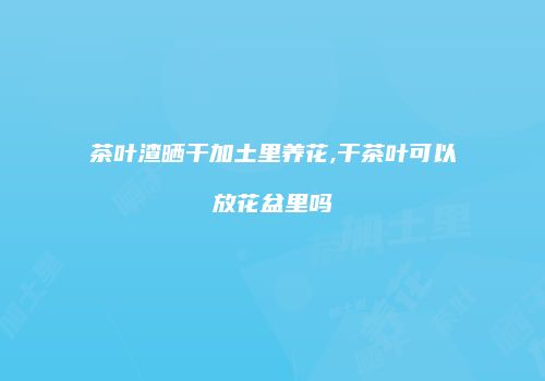茶叶渣晒干加土里养花,干茶叶可以放花盆里吗