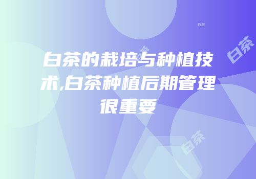 白茶的栽培与种植技术,白茶种植后期管理很重要