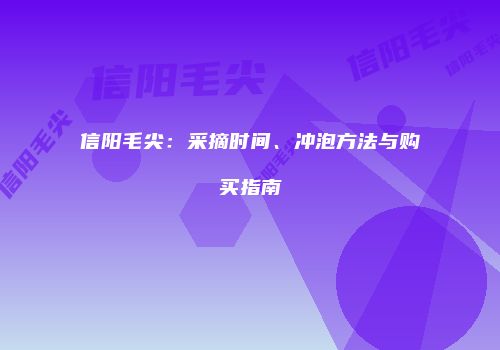 信阳毛尖：采摘时间、冲泡方法与购买指南