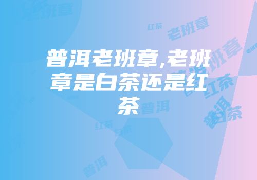 普洱老班章,老班章是白茶还是红茶