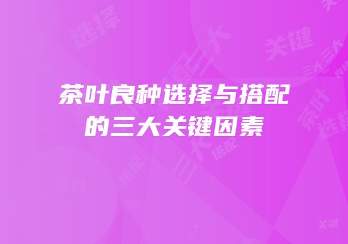 茶叶良种选择与搭配的三大关键因素