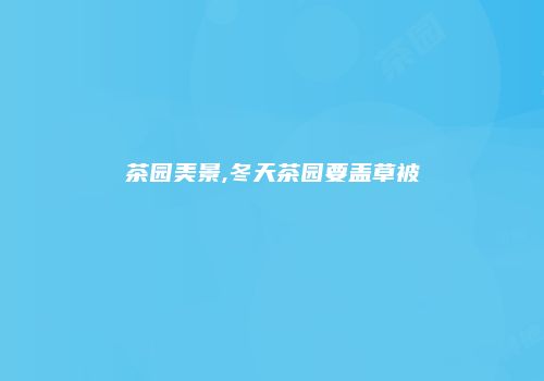 茶园美景,冬天茶园要盖草被