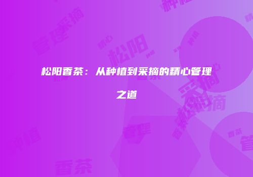 松阳香茶：从种植到采摘的精心管理之道