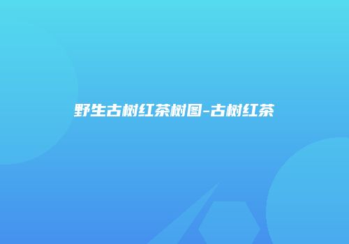 野生古树红茶树图-古树红茶