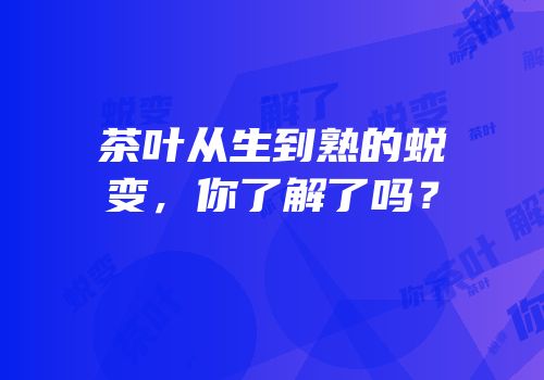 茶叶从生到熟的蜕变，你了解了吗？