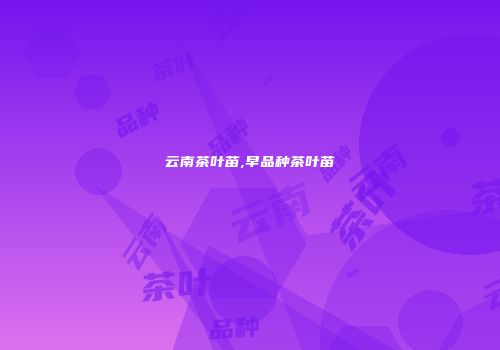 云南茶叶苗,早品种茶叶苗