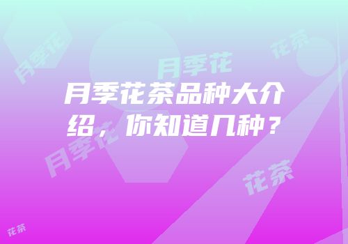 月季花茶品种大介绍，你知道几种？