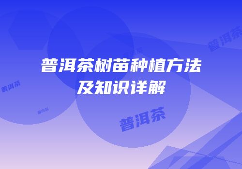 普洱茶树苗种植方法及知识详解