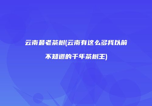 云南最老茶树(云南有这么多我以前不知道的千年茶树王)