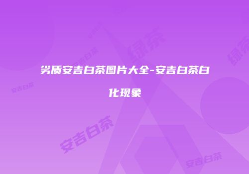 劣质安吉白茶图片大全-安吉白茶白化现象