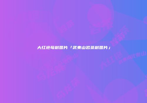 大红袍母树图片「武夷山岩茶树图片」