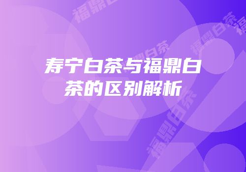 寿宁白茶与福鼎白茶的区别解析