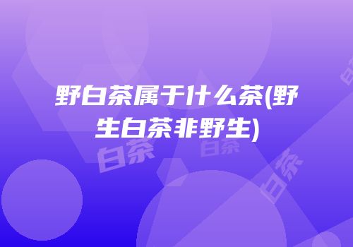 野白茶属于什么茶(野生白茶非野生)