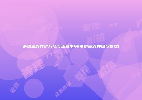 茶树苗的养护方法与注意事项(茶树苗的种植与管理)