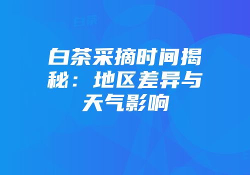 白茶采摘时间揭秘：地区差异与天气影响