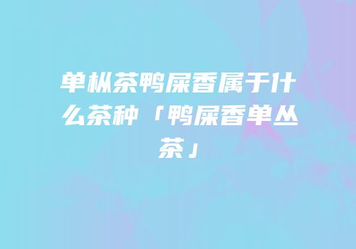 单枞茶鸭屎香属于什么茶种「鸭屎香单丛茶」