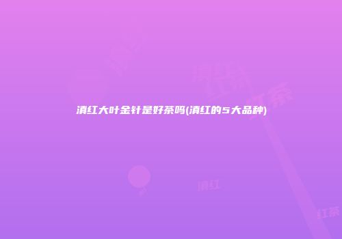 滇红大叶金针是好茶吗(滇红的5大品种)
