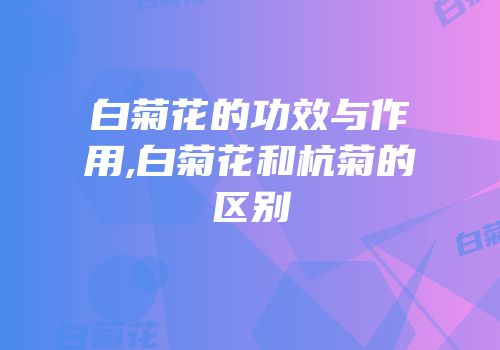白菊花的功效与作用,白菊花和杭菊的区别