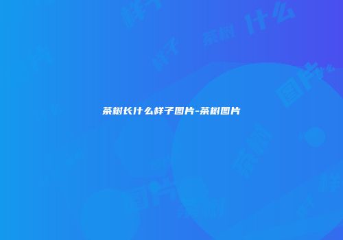 茶树长什么样子图片-茶树图片