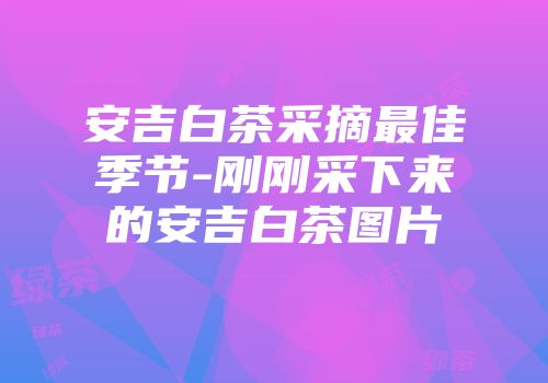 安吉白茶采摘最佳季节-刚刚采下来的安吉白茶图片