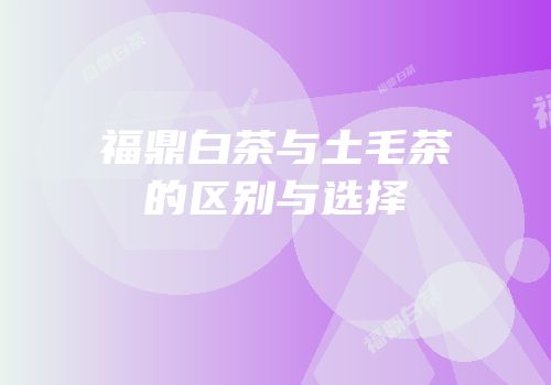 福鼎白茶与土毛茶的区别与选择